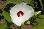 Swamp rosemallow